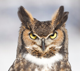 Great-horned Owl portrait, Quebec, Canada