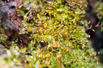 Purple horn toothed moss (Yanoueakagoke) , close up macro photography.
