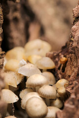 Clumps of common bonnet (Kunugitake) mushrooms growing between dead stumps. Close up macro photography.