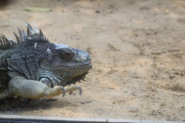 iguana on a rock