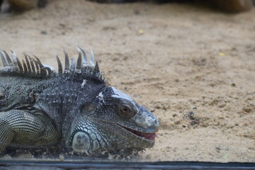iguana on the beach