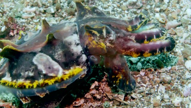 Male of bright cuttlefish Metasepia pfefferi ambulates along ocean floor. Male cuttlefish can use their ability to change color to attract a female and protect their territory from other males.