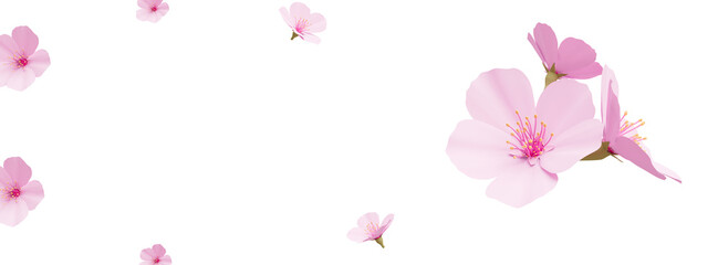 Fototapeta na wymiar Japanese Spring Sakura cherry blossoms cutout