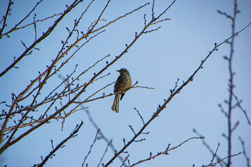 White-bellied Redstart, white belly redstart (Hodgsonius phaenicuroides) beautiful blue bird isolated on white background