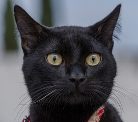 Retrato de gato negro de ojos amarillos