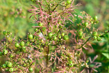 Green coriander seed and flowers on a garden