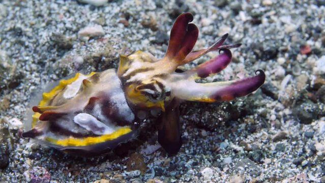 Painted cuttlefish Metasepia pfefferi on rocky seabed in clear water. Vibrant Metasepia pfefferi, also known as painted cuttlefish, is seen walking on rocky seabed in crystal clear water.