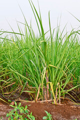 Fototapeta premium Sugarcane growing in the field, Sugarcane farming in India