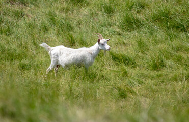 The goat grazes in the green grass.