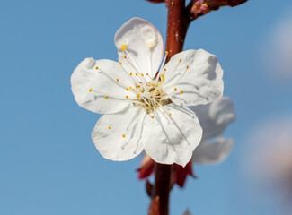 Flowers on an apricot tree in spring.