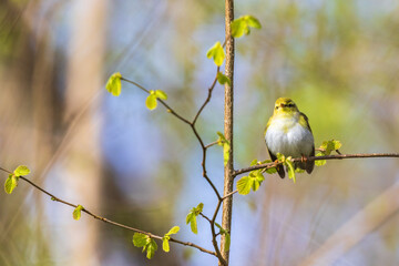 Willow warbler on a tree branch at springtime