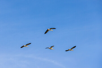 Greylag geese flying at a clear blue sky