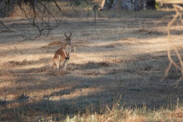 Naklejka na ściany i meble red kangaroo in the field