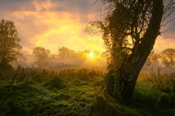 Fototapeta na wymiar Gorgeous dreamy morning rural scenery with trees on a lush foliage foggy meadow and old rustic houses.