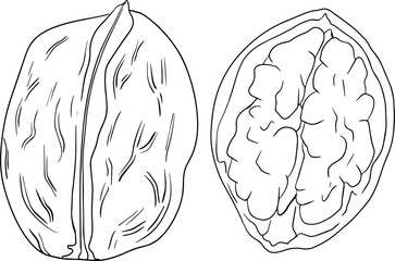 Walnut. Vector hand drawn nuts. Coloring pages with different sort of nuns.