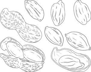 Peanut. Vector hand drawn nuts. Coloring pages with different sort of nuns.