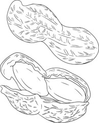 Peanut. Vector hand drawn nuts. Coloring pages with different sort of nuns.