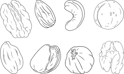 Obraz premium Vector hand drawn nuts. Coloring pages with different sort of nuns. Walnut, macadamia, cashew, hazelnut, peanut, pistachio, almond, pecan