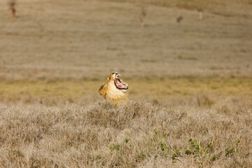 yawning lions