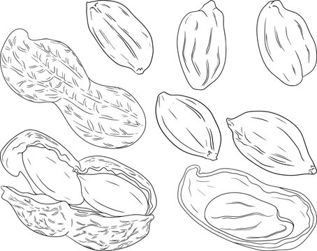 Peanut. Vector hand drawn nuts. Coloring pages with different sort of nuns.
