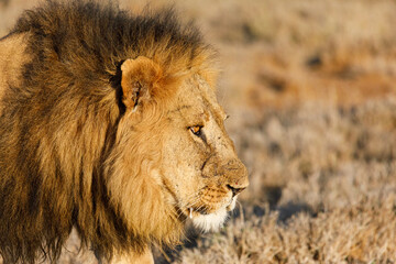 close-up of a lion