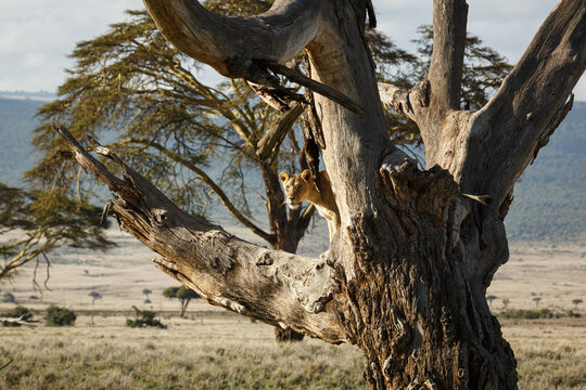 lion in a tree