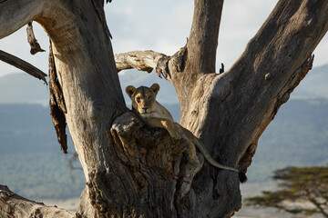 lion in a tree © lindacaldwell