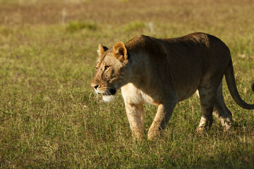 Fototapeta na wymiar lion walking on the savannah