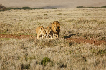 lion walking on the savannah