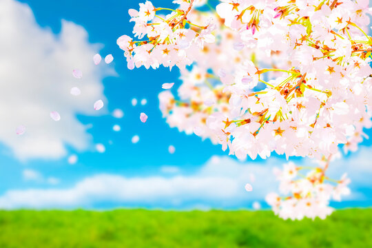 桜の花と草原