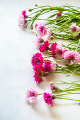 ヤグルマギク_ピンクや赤