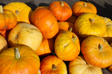 Pumkin at a German Farmers market