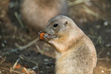 Close up of prairie dog photograpped sideways just eating a carrot, sandy background.