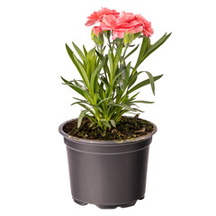 Carnation or clove pink flower