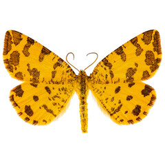Speckled yellow moth