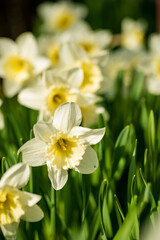 Narcissus flower. Narcissus daffodil flowers and green leaves background.