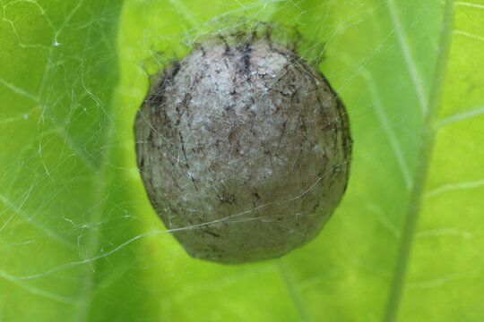 An egg sac of a Wasp Spider attached to the bottom of a leaf
