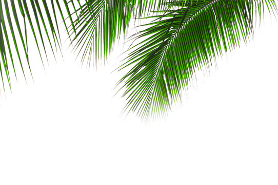 green palm leaves on transparent background, PNG file design summer concept