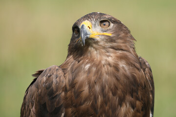 Portrait of a Steppe Eagle against a green background
