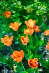 nice tulips in the garden