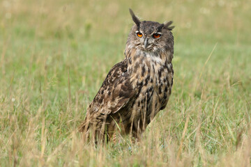 A portrait of an adult Eurasian Eagle Owl resting in a meadow
