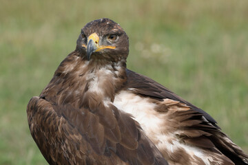 Portrait of a Steppe Eagle against a green background
