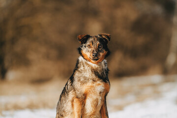 portrait of a happy gray mixed breed dog outdoors in spring