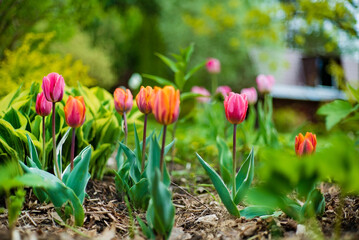 nice tulips in the garden