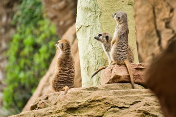 Three meerkats sit on a rock and observe the area, diffuse background.