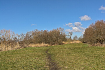 Early spring marsh landscape with reed and trees in Bourgoyen nature reserve, Ghent, Flanders, Belgium