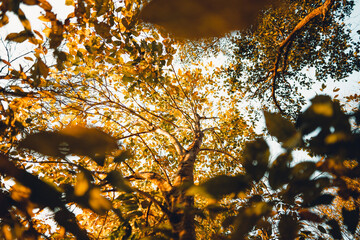 yellow leaves in autumn forest