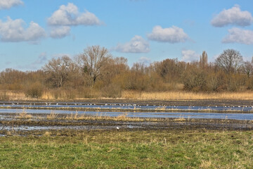 Early spring marsh landscape with reed and trees in Bourgoyen nature reserve, Ghent, Flanders, Belgium
