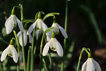Fototapeta premium Closeup of snowdrops, selective focus with dark bokeh background - galanthus