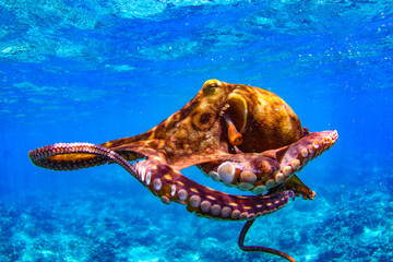 Octopus Beneath the Surface